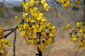 Image result for Cassia abbreviata