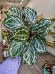 Image result for calathea