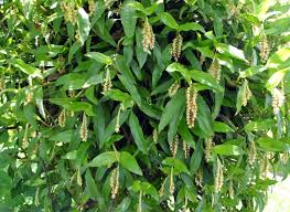 Image result for Zeuxine africana