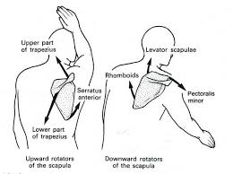 Pin By Honey Booboo On Strength Training Stretching Scapula Body Mechanics Physical Therapy Assistant