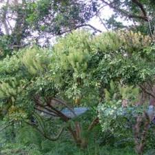 Image result for Tinnea rhodesiana