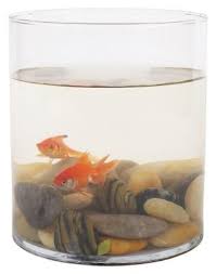 Can Goldfish Live In A Bowl Without A Filter Cuteness Pet Goldfish Plastic Fish Tank Goldfish