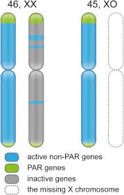 Mapping The Effect Of The X Chromosome On The Human Brain Neuroimaging Evidence From Turner Syndrome Sciencedirect