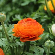 Accès rapide et facile à toutes les fonctionnalités orange (email, assistance, banque, boutique). Ranunculus Asiaticus Aviv Oranje