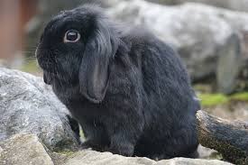 Orange and black top colour in stripes. 6 Most Expensive Rabbit Breeds With Pictures Pet Keen