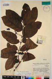 Image result for Morinda lucida