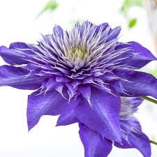 Check spelling or type a new query. Clematis Multi Blue Waldrebe Multi Blue