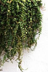 Hanging Succulent Plants Different Types Of Hanging Cactus And Succulents Planting Succulents Hanging Succulents Hanging Plants