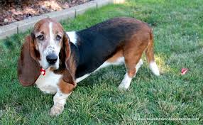 Best dining in des moines, iowa: Adopt Daisy On Petfinder Basset Hound Dog Basset Hound Dog Adoption