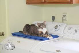 Photo Disgruntled Dawn Cats Cat Life Dawn