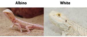 Types Of Bearded Dragons Learn Different Types Colors