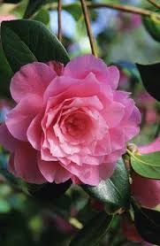 Camellia X Williamsii Waterlily Beautiful Pink Flowers Beautiful Flowers Romantic Flowers