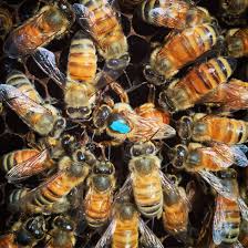 The hives with dead bee piles brood into production hives without any intervention. 6 Things You Didn T Know About Queen Bees Beekeeping Like A Girl