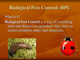 Out in the field, biological control is not as effective as chemical controls under most situations. Biological Pest Control Or Bpc For Short Biological Pest Control Bpc What Is It Biological Pest Control Is A Way Of Controlling Pests And Diseases Ppt Download