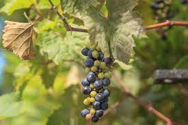 Killer vines attack virginia trees: What Are Wild Grapes Identifying Wild Grape Vines In The Landscape