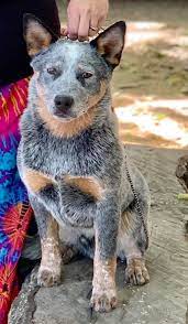 He is currently 8 weeks old and is up to date on shots and deworming with shot records on hand. Cobalt Kennels Australian Cattle Dogs