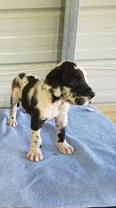 I'm an avid hoobly user and have been for about 7 years. Great Dane In Salisbury North Carolina Hoobly Classifieds Great Dane Puppy Great Dane Dane