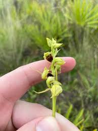 Image result for Orthochilus