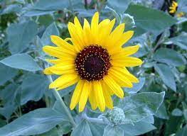 Helianthus Argophyllus Silver Leaf Sunflower Alchemy Bright Yellow Texas Edible Artichoke Like Flavour But Bitt Ornamental Plants Front Yard Garden Plants