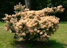 Jul 22, 2021 · smoke bush, cotinus coggygria, is a deciduous shrub that's also commonly known as royal purple smoke bush, smokebush, smoke tree, and purple smoke tree. Cotinus Coggygria Plant Britannica