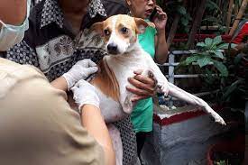Inspirasi nama anak anjing untuk anjing putih, hitam, cokelat, dan belang. Razia Anjing Dan Kucing Liar Yang Ditunda Untuk Mencari Solusi Tepat Cegah Rabies Halaman All Kompas Com