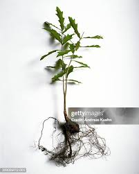 Image result for oak sapling