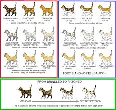 From lifespan and the rare male tortoiseshell to genetics, personalities and famous tortie kittens! Colour And Coat Genetics In Cats Cats From Your Wildest Dreams