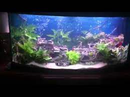 4.4 out of 5 stars. Shipwreck Aquarium Youtube