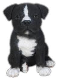 Red, fawn, white, black or blue, or any of these colors with white. Realistic Staffordshire Terrier Puppy Black White Natures Gallery All Products Bc83616blkwt Allsculptures Com