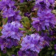 Rhododendron Impeditum Azurika Rhododendron Plants Vegetables