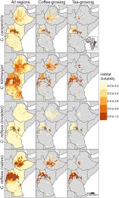 Image result for Cuscuta kilimanjari