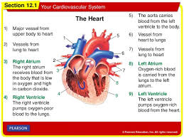 Health Course Chapter 12