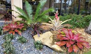 Bromeliads Love The Arrangement Of Plants Plants Succulent Rock Garden Farm Gardens