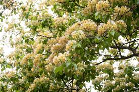 Image result for Crateva