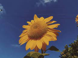 Helianthus Annuus Common Sunflower A Complete Guide With Images