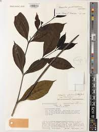 Image result for Malouetia mildbraedii