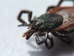 Zecca Sul Cane Come Riconoscerla E Cosa Fare Se Ne Troviamo Una