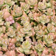 Image result for Kalanchoe fedtschenkoi