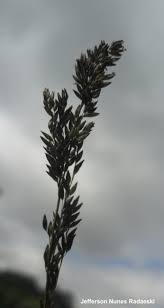 Image result for Steinchisma