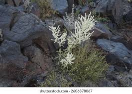 Image result for Aerva leucura