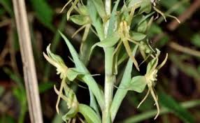 Image result for Habenaria tweedieae
