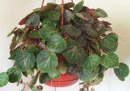 Bluish Green Fuzzy Strawberry Begonia Plant Tropical House Plants Plants Strawberry Plants