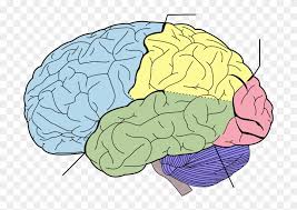 I just want to know the basic difference. Blank Brain Diagram Cognitive Science Questions And Answers Clipart 234670 Pinclipart