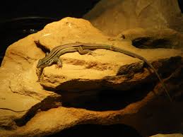 Wildscreen's arkive project was launched in 2003 and grew to become the world's biggest encyclopaedia of life on earth. Desert Grasslands Whiptail Lizard Aspidoscelis Uniparens Zoochat