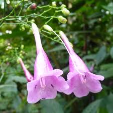 Image result for Strobilanthes hamiltoniana