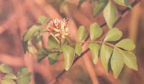 Image result for Harrisonia