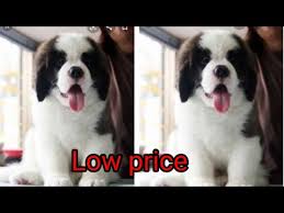We did not find results for: 2 Year Old Female Lab For Sale 07 2021