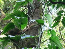 Image result for Culcasia orientalis