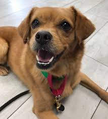 You can still be part of our lifesaving work by. Meet Hercules The Latest Wags Wiggles Rescue Wags Wiggles Dog Daycare
