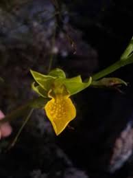 Image result for Eulophia longisepala